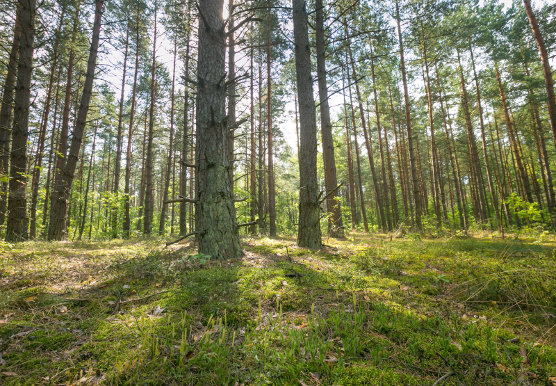 Pitch Pine Pitch Pine