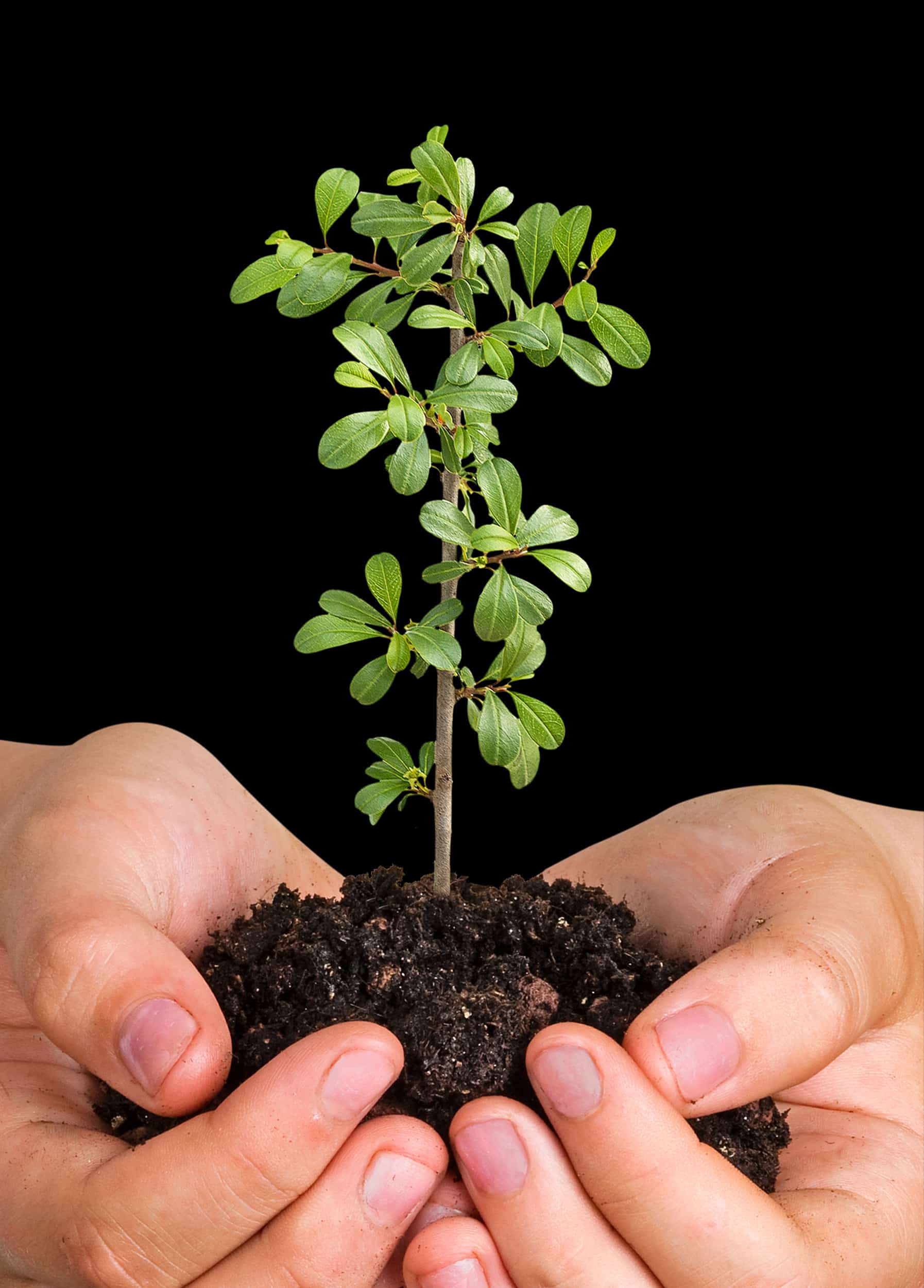 Plant et træ Plant et træ